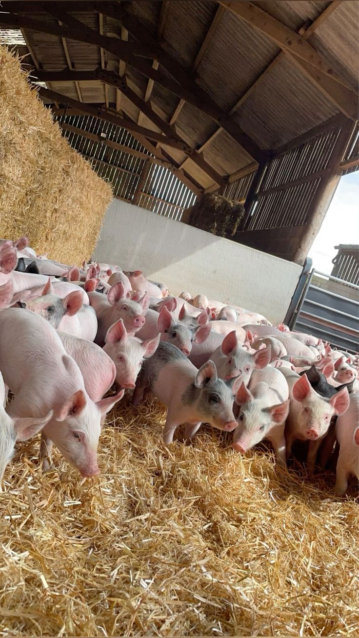 Pigs