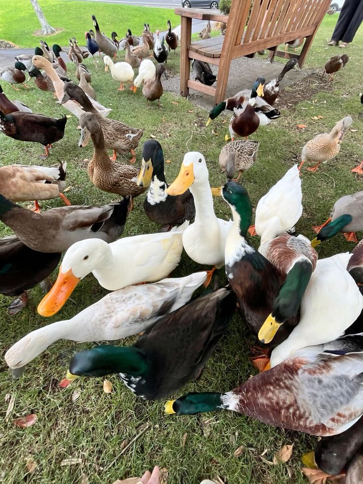 Geese
