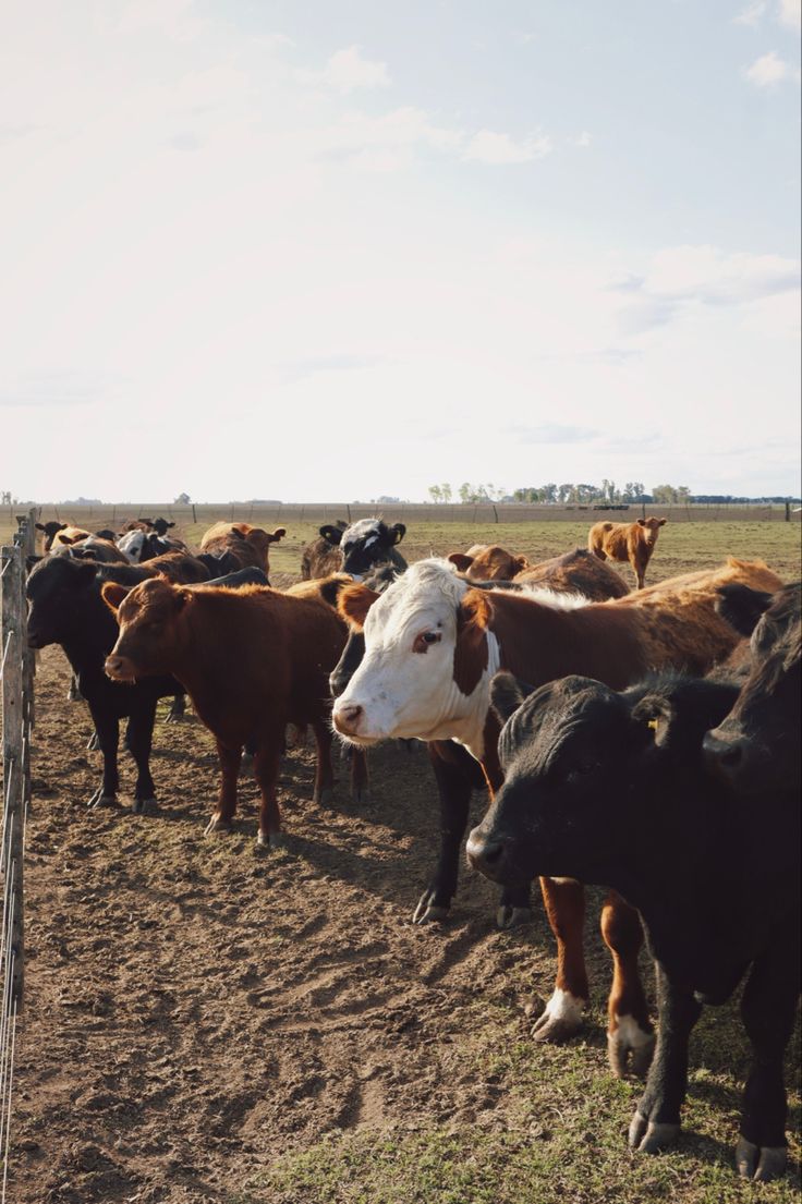 Cattle gathered in the kraal at Nyangiwe Family Farming