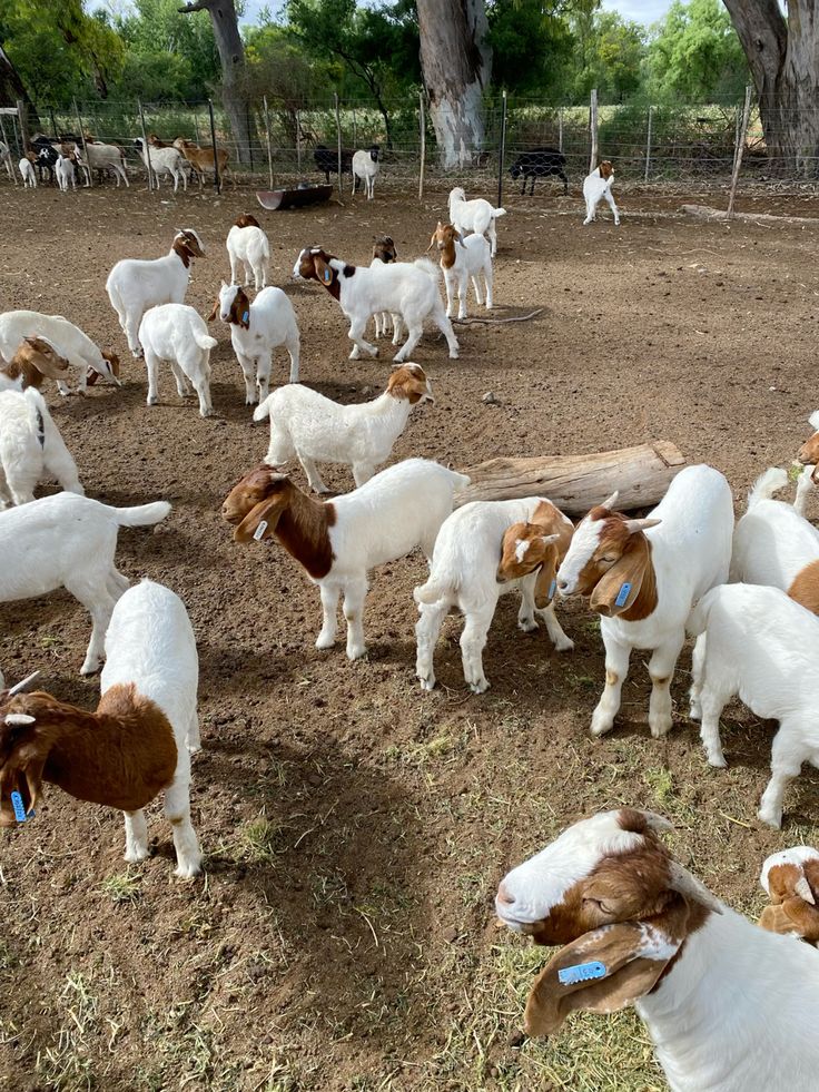 Goats